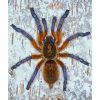 Harpactira pulchripes (Adulta)