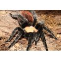 Brachypelma albiceps