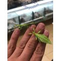 Phyllium philippinicum  2