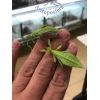 Phyllium philippinicum 