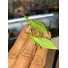 Phyllium philippinicum 