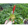 Vriesea Conchita mini