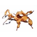 Extatosoma tiaratum 