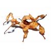 Extatosoma tiaratum 