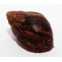 Achatina immaculata immaculata (3/5 cm)