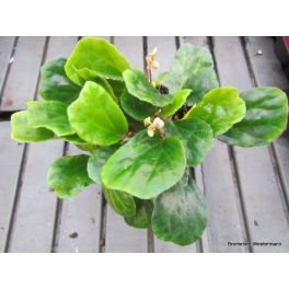 Begonia blancii green form