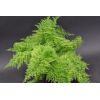 Nephrolepis cotton candy