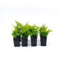 Nephrolepis cotton candy