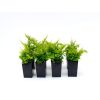Nephrolepis cotton candy
