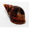 Achatina reticulata (medianos)