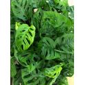Monstera obliqua monkey leaf