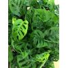 Monstera obliqua monkey leaf