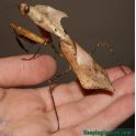 Deroplatys desiccata (L2/L3)