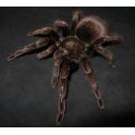Pamphobeteus nigtricolor (1/2 mudas)