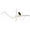 Coral Wood Aprox. 30-50 cm, Lucky Reptile