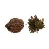 Rose Of Jericho, Rosa de Jericó, Lucky Reptile.
