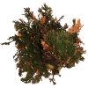 Rose Of Jericho, Rosa de Jericó, Lucky Reptile.