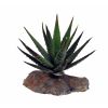 Tiger aloe 8cm, Lucky reptile.