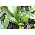 Pesopteris crassifolia 2
