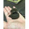 Macrochelys temminckii (Babys)