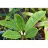 Anthurium obtusum
