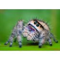 Phidippus regius, Orange. Pareja juvenil-mediana. 2
