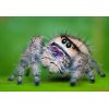 Phidippus regius, Orange. Pareja juvenil-mediana.
