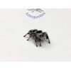Phidippus regius, Orange. Pareja juvenil-mediana.