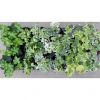 Hedera helix MIX