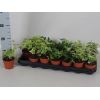 Hedera helix MIX