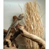 Grass Bush 25-40 cm Lucky Reptile.