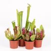 Sarracenia sp