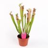 Sarracenia sp