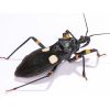 Platymeris biguttatus