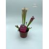 Sarracenia sp