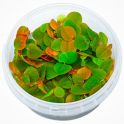 Tarrina Phyllanthus fluitans 2
