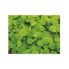 Tarrina Phyllanthus fluitans