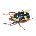 Cheirolasia burkei RSA (2 Larvas)