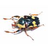 Cheirolasia burkei RSA (2 Larvas)