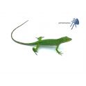 PAREJA Anolis biporcatus 2