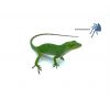 PAREJA Anolis biporcatus