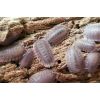 Porcellio Spatulatus (5 UNIDADES)