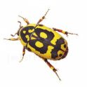 Pachnoda fissipuncta (4 larvas)
