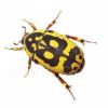 Pachnoda fissipuncta (4 larvas)