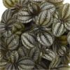 Pilea cadierei
