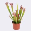 Sarracenia sp