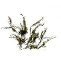 Fissidens Fontanus (Phoenix Moss) 2
