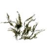 Fissidens Fontanus (Phoenix Moss)