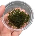Fissidens Fontanus (Phoenix Moss)