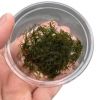 Fissidens Fontanus (Phoenix Moss)